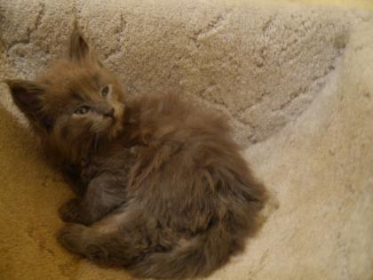 Blaue Typvolle Maine Coons mit Stammbaum