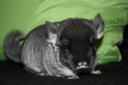 Black Velvet Chinchilla Baby mit Stammbaum zu verkaufen