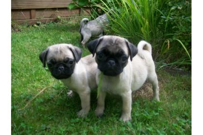Mops Welpen11 Wochen,beige, gechipt, geimpft,
