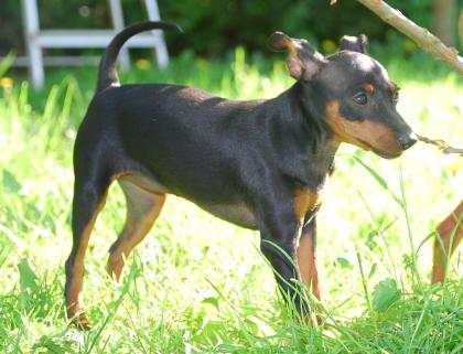 Zwergpinscher abzugeben 