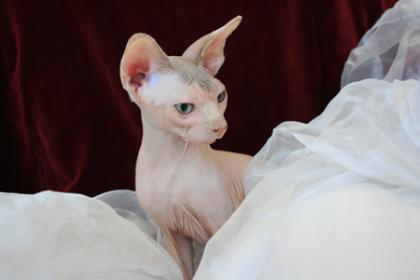 Sphynx kanadische sehr schön Kätzchen