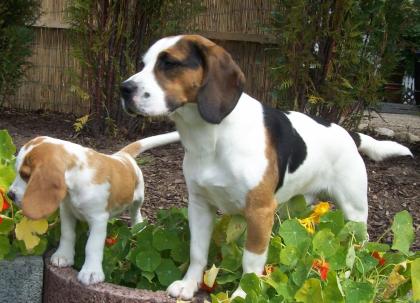 Beagle Deckrüde Champion   Ben of Harmony   ..!