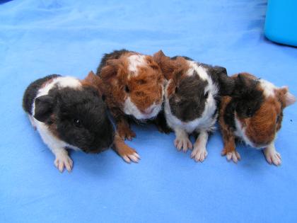 Geprüfte Hobbyzucht gibt Rasse- Meerschweinchen (US-Teddy und Engl. Crested) ab!