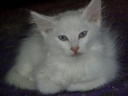 Verkaufe weiße, weibliche Türkisch Angora Kitte mit blauen Augen