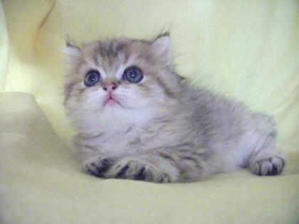 Wunderschöne Exotic Shorthair Kater golden m Stammbaum Durchgeimpft lieb u versc