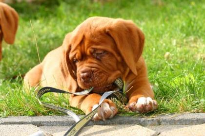 Bordeauxdogge Welpen süß m. Stammbaum