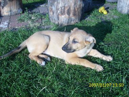 Malinois.mix Welpen