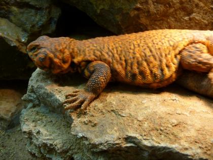 Uromastyx Geyri - NZ2021 abzugeben