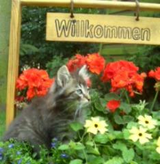 Norwegischs Waldkatzen Baby sehr verschmußt ,verspielt !