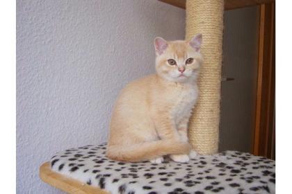 Süßer BKH Kater 13 Wochen alt in der Farbe Creme
