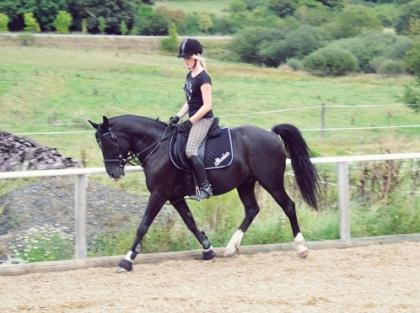 Suche zuverlässige Reitbeteiligung für Reitpony Wallach