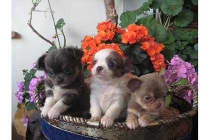 MINI Chihuahua Welpen in Lang&Kurzhaar !!!