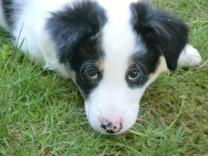 Border Collie