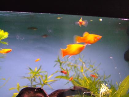 Biete euch hier Junge Platy s an,  es sind gesunde Tiere