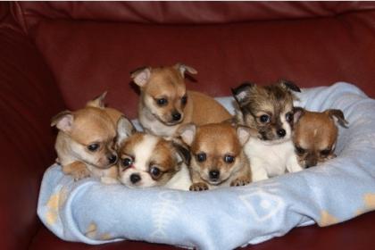 Mini Chihuahua Welpen Chihuahua-Mix Welpen(200Eur)