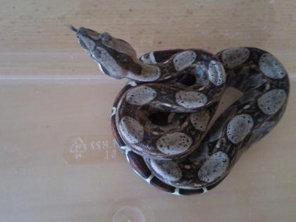 Reinrassige Boa constrictor imperator costa rica Nachzuchten abzugeben