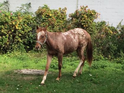 Pony Kinder Pony Mutter POA Leopard Zeichnung Stute 1 Jahr 1, 25