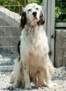 Etien - der English Setter -Mix musste nach einem Bandscheibenvorfall mühsam wie