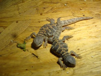 Uromastyx ocellata - geschmückte Dornschwanzagame