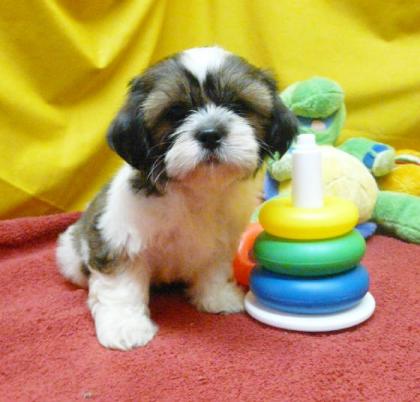 Shih-Tzu Welpen in tollen Farben