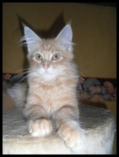 Maine Coon Cream Tabby 