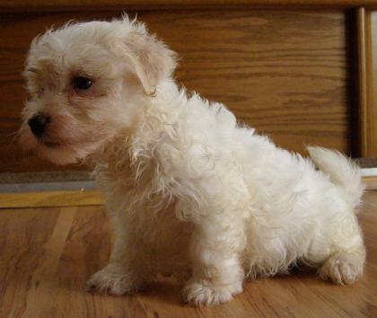 Havanese Welpen