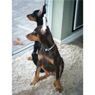 Reinrassige Dobermann Welpen