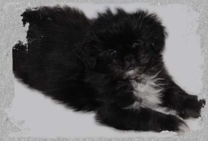 Shih Tzu Mix Welpen