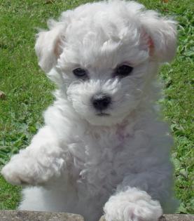 5 Bichon a poil Fris  Welpen