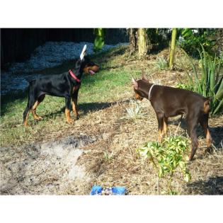 Supersüße Dobermann-Welpen zu verkaufen