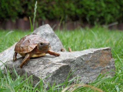 Afrikanische Landschildkröten Kinixys belliana 