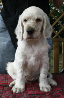 Wunderschöne English Setter Welpen