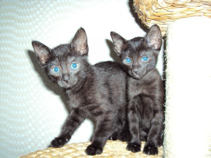 Russisch blau Siam Mix Kitten abzugeben