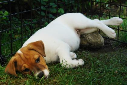 Jack Russell Welpen mit Papieren-Abgabebereit