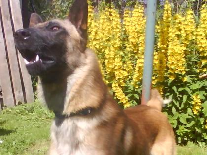 Malinois Belgian sheperds