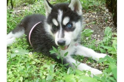 Siberian Husky Welpen mit VDH / DCNH / FCI Papiere!