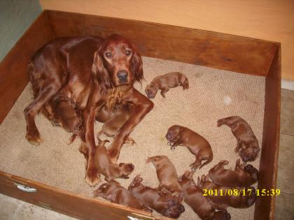 Irish Setter Welpen