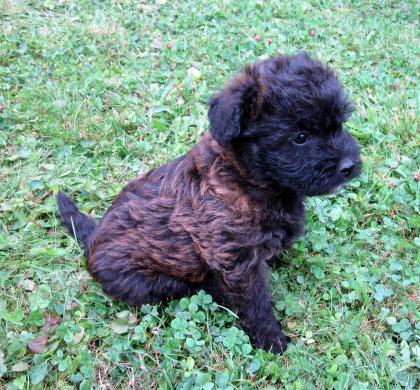 10 Wochen alte Cairn Terrier Pudel Mix Hündin zu verkaufen