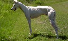 Galgo (spanischer Windhund)