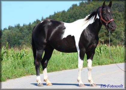 Black Tobiano Paint Horse Stute