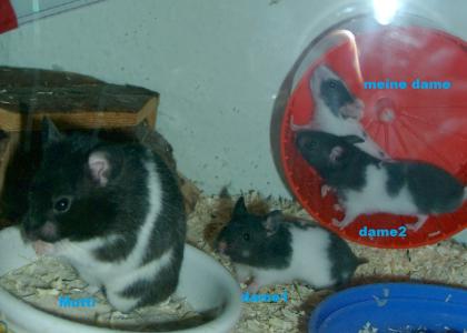 Goldhamsterbabys