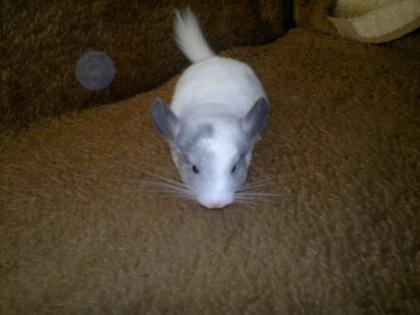 Chinchilla Babys suchen ein neus zu Hause