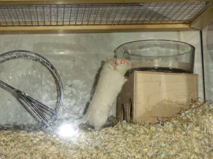 DRINGEND!!! 8 Wochen junge Gerbils/Wüstenrennmäuse anzugeben