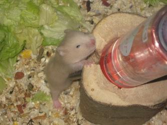 Hamsterschar sucht ein neues Zuhause