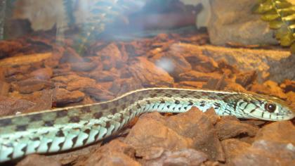 Thamnophis sirtalis   Florida Blue   Pärchen abzugeben 