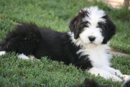 Bearded Collie Welpen abzugeben