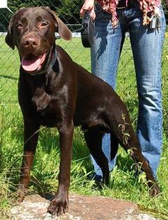 Labrador in schokobraun 10 Monate mit Papiere