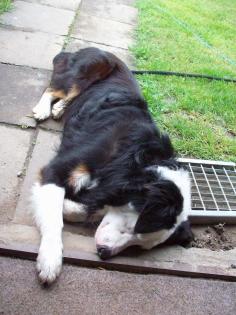 Deckanzeige- Australian Shepherd Border Collie  Mix