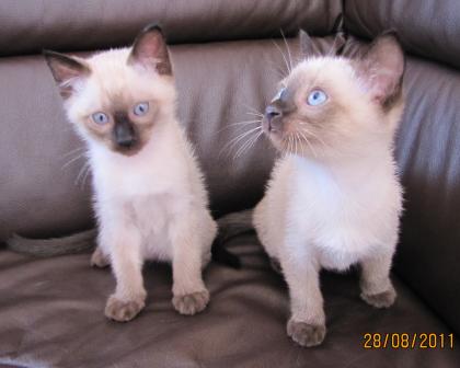 2 Reinrassige, Siam Thai Katzen Babys ab Sofort