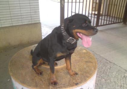 Rottweiler Rüde